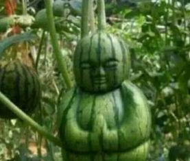 永年网红吃瓜事件真相,揭秘背后真相与反思