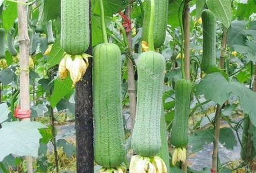 吃瓜网每日热门,揭秘今日热门事件，带你领略娱乐圈风云变幻