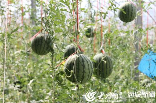 新沂网红吃瓜事件视频最新,揭秘背后真相与网络暴力