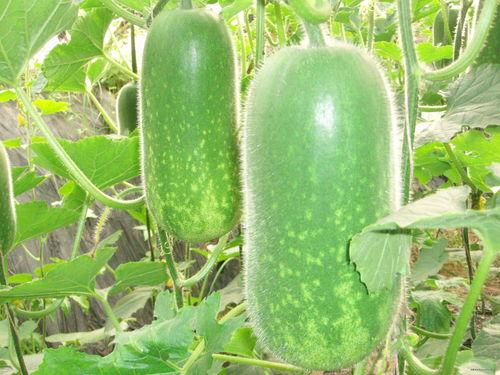 网红蔡二哥吃瓜视频大全,揭秘网红圈幕后故事