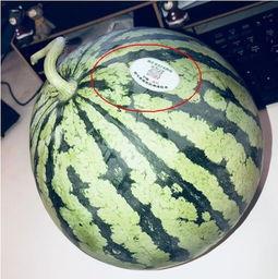 网红画家吃瓜,揭秘娱乐圈背后的故事