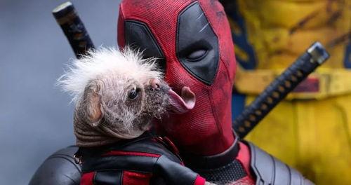 死侍3每日大赛吃瓜网