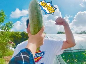 吃瓜千万网红是谁,网络红人的崛起与影响力