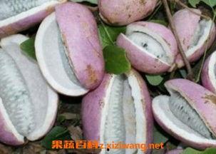 凯里网红吃八月瓜,揭秘神秘水果的口感与魅力